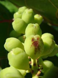 Fotografia da espécie Coccoloba uvifera