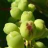 Fotografia 16 da espécie Coccoloba uvifera do Jardim Botânico UTAD