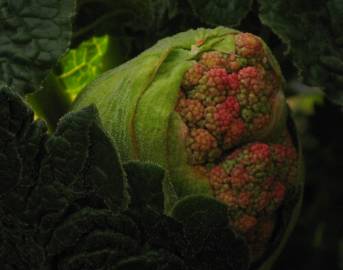 Fotografia da espécie Rheum rhabarbarum