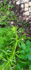 Fotografia da espécie Galium aparine subesp. aparine