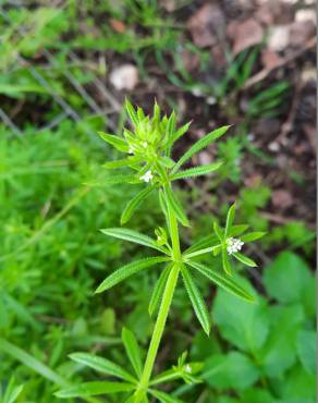 Fotografia 16 da espécie Galium aparine subesp. aparine no Jardim Botânico UTAD