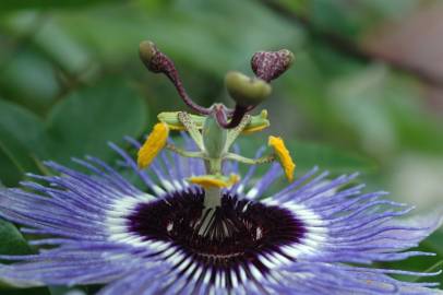 Fotografia da espécie Passiflora caerulea