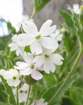 Fotografia 13 da espécie Silene marizii no Jardim Botânico UTAD