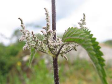 Fotografia da espécie Urtica dioica