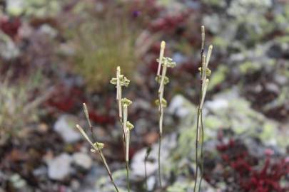 Fotografia da espécie Silene legionensis