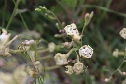 Fotografia da espécie Silene legionensis
