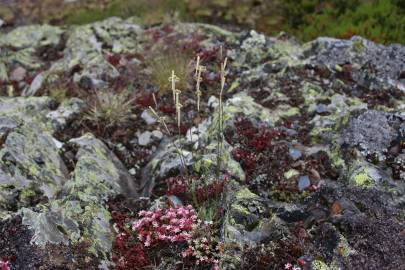 Fotografia da espécie Silene legionensis