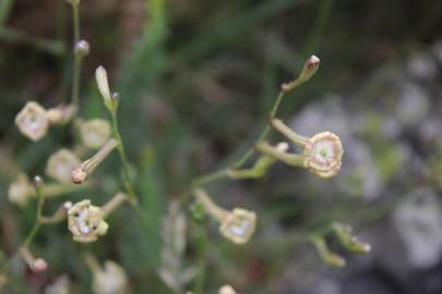 Fotografia da espécie Silene legionensis
