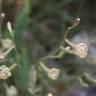 Fotografia 28 da espécie Silene legionensis do Jardim Botânico UTAD