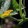 Fotografia 4 da espécie Cucumis sativus do Jardim Botânico UTAD