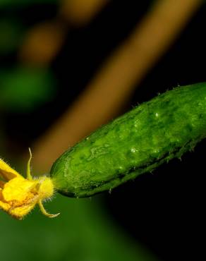 Fotografia 2 da espécie Cucumis sativus no Jardim Botânico UTAD