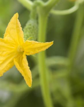 Fotografia 1 da espécie Cucumis sativus no Jardim Botânico UTAD