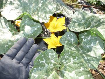 Fotografia da espécie Cucurbita maxima