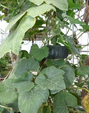Fotografia 4 da espécie Cucurbita maxima no Jardim Botânico UTAD