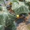 Fotografia 8 da espécie Cucurbita maxima do Jardim Botânico UTAD