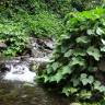 Fotografia 3 da espécie Sicyos edulis do Jardim Botânico UTAD