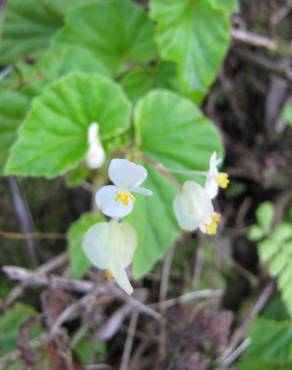 Fotografia 4 da espécie Begonia hirtella no Jardim Botânico UTAD