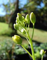 Brassica rapa