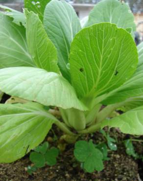 Fotografia 3 da espécie Brassica rapa no Jardim Botânico UTAD