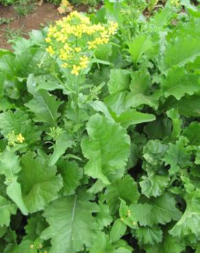 Fotografia 6 da espécie Brassica rapa no Jardim Botânico UTAD