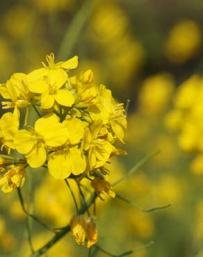 Fotografia 10 da espécie Brassica rapa no Jardim Botânico UTAD