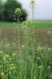 Fotografia da espécie Camelina sativa