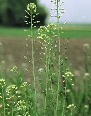 Fotografia 1 da espécie Camelina sativa no Jardim Botânico UTAD