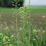 Fotografia 1 da espécie Camelina sativa do Jardim Botânico UTAD