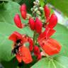 Fotografia 6 da espécie Phaseolus coccineus do Jardim Botânico UTAD