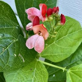Fotografia da espécie Phaseolus coccineus