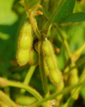 Fotografia 7 da espécie Glycine max no Jardim Botânico UTAD
