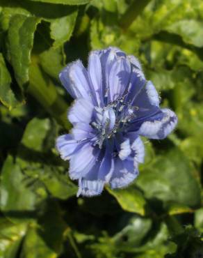 Fotografia 5 da espécie Cichorium endivia subesp. endivia no Jardim Botânico UTAD