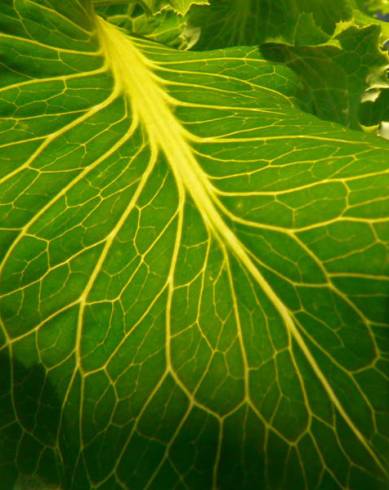 Fotografia de capa Lactuca sativa - do Jardim Botânico