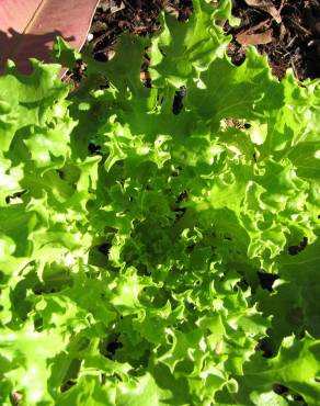 Fotografia 2 da espécie Lactuca sativa no Jardim Botânico UTAD