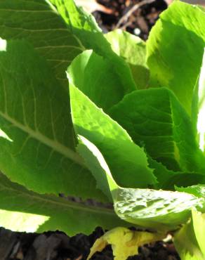 Fotografia 4 da espécie Lactuca sativa no Jardim Botânico UTAD