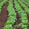 Fotografia 5 da espécie Lactuca sativa do Jardim Botânico UTAD