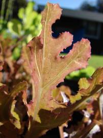 Fotografia da espécie Lactuca sativa