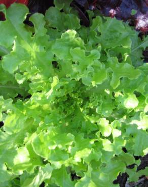 Fotografia 8 da espécie Lactuca sativa no Jardim Botânico UTAD