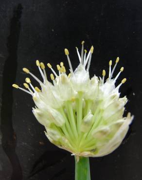 Fotografia 1 da espécie Allium fistulosum no Jardim Botânico UTAD