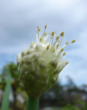 Fotografia 5 da espécie Allium fistulosum no Jardim Botânico UTAD