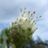 Fotografia 5 da espécie Allium fistulosum do Jardim Botânico UTAD