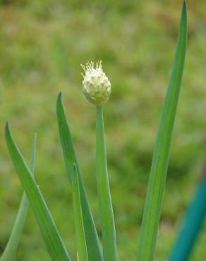 Fotografia 7 da espécie Allium fistulosum no Jardim Botânico UTAD