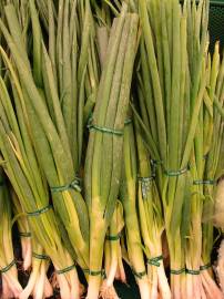 Fotografia da espécie Allium fistulosum