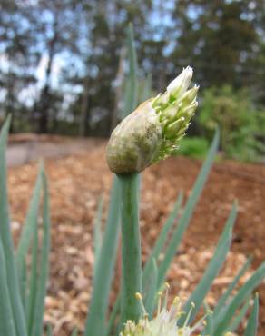 Fotografia 9 da espécie Allium fistulosum no Jardim Botânico UTAD