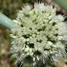 Fotografia 12 da espécie Allium fistulosum do Jardim Botânico UTAD