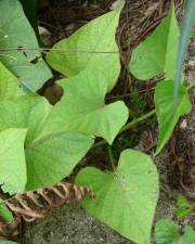 Fotografia da espécie Ipomoea batatas