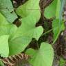 Fotografia 1 da espécie Ipomoea batatas do Jardim Botânico UTAD