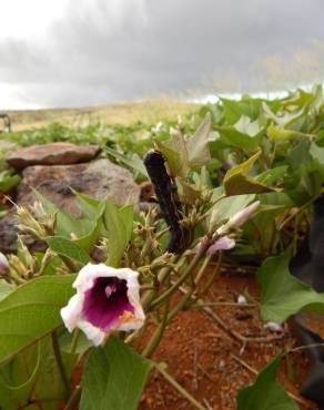 Fotografia 3 da espécie Ipomoea batatas no Jardim Botânico UTAD