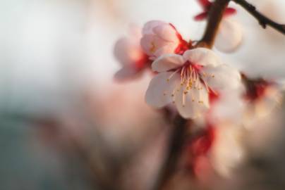 Fotografia da espécie Prunus mume