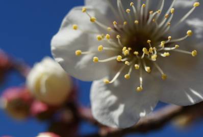 Fotografia da espécie Prunus mume
